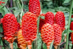 What is Shampoo Ginger Lily Everything You Need to Know About Shampoo Ginger Lily in 2024